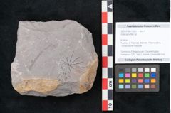Foto (Objekt + Etikett) von Asterophyllites sp.  (NHMW-GEO-2024-0188-10991)